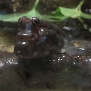 L'Aquarium Barcelona: February 2016