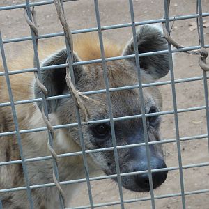 Barcelona Zoo; March 2016