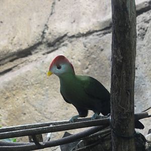 Barcelona Zoo; March 2016
