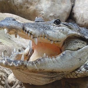 Barcelona Zoo; March 2016