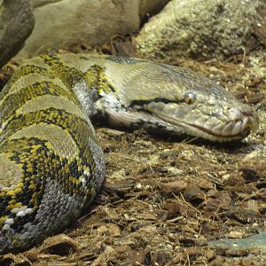 Barcelona Zoo; March 2016