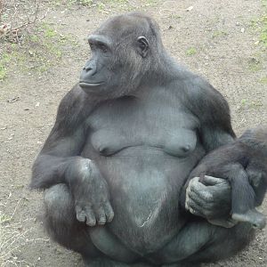 Barcelona Zoo; March 2016