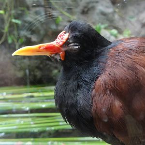 Barcelona Zoo; March 2016