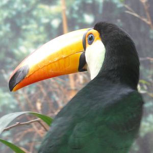 Barcelona Zoo; March 2016