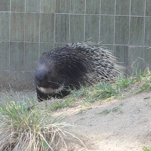 Barcelona Zoo; March 2016