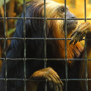 Barcelona Zoo; March 2016