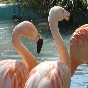 Barcelona Zoo; March 2016