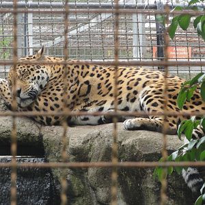 Barcelona Zoo; March 2016