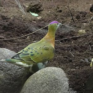 Barcelona Zoo; March 2016