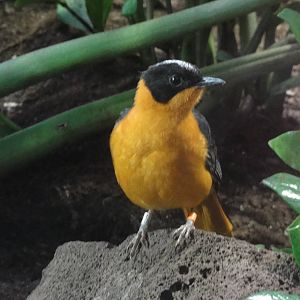 Barcelona Zoo; March 2016