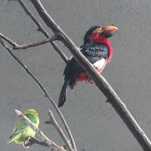 Barcelona Zoo; March 2016