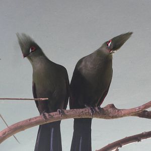 Barcelona Zoo; March 2016