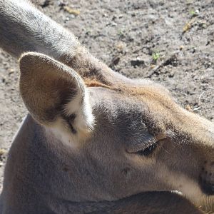 Barcelona Zoo; March 2016