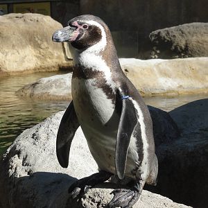 Barcelona Zoo; March 2016