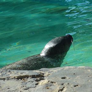 Barcelona Zoo; March 2016