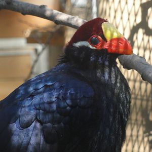 Barcelona Zoo; March 2016
