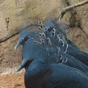 Barcelona Zoo; March 2016