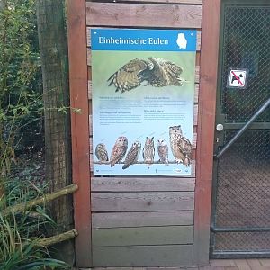 Information native owls