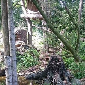 Snowy owl in walk-through aviary