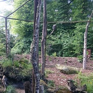 Great grey owl in walk-through-aviary