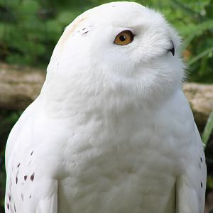 Snowy owl