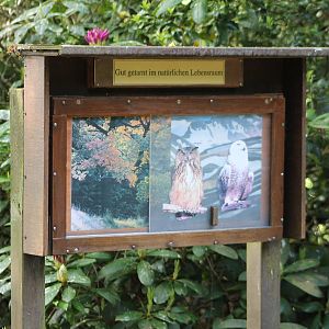 Info about owl-camouflage