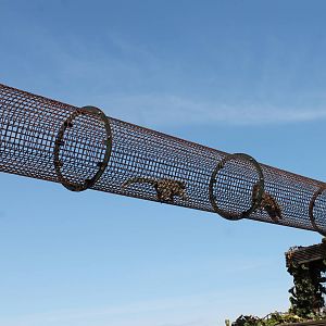 Monkey Haven - Marmoset Tunnel