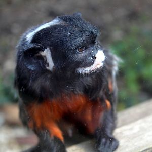 Monkey Haven - Red-bellied Tamarin
