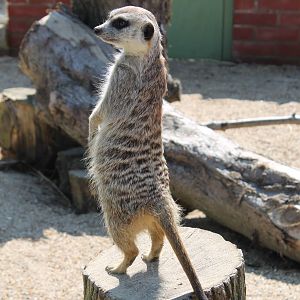 Monkey Haven -Meerkat