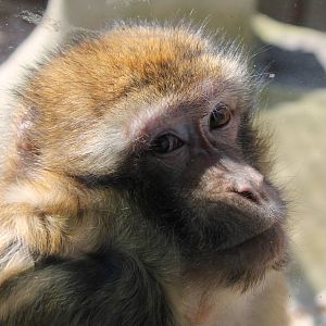 Monkey Haven - Barbary Macaque