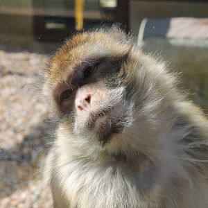 Monkey Haven - Barbary Macaque
