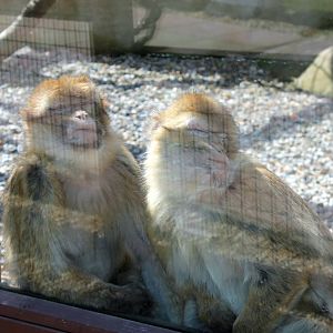 Monkey Haven - Sleeping Macaques