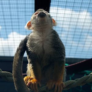 Monkey Haven - Squirrel Monkey