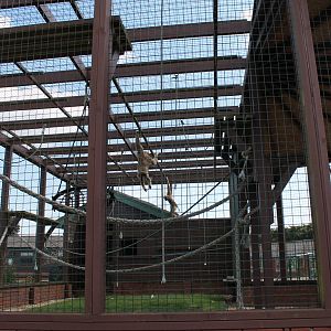 Monkey Haven - Lar Gibbon Enclosure