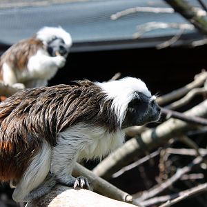 Monkey Haven - Cotton Top Tamarins