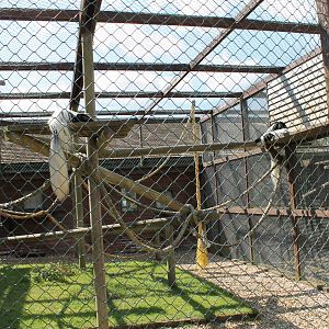 Monkey Haven - Colobus Enclosure