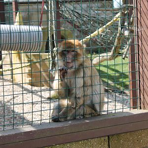 Monkey Haven - Barbary Macaque