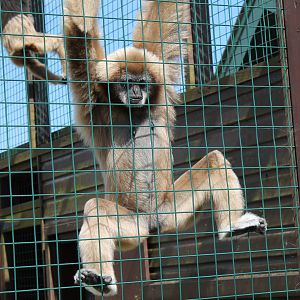 Monkey Haven - Lar Gibbon