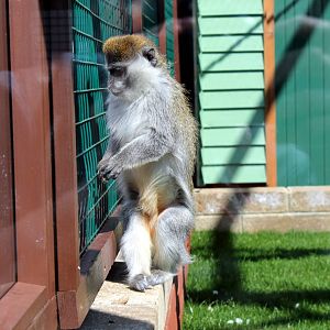 Monkey Haven - Grivet Monkey
