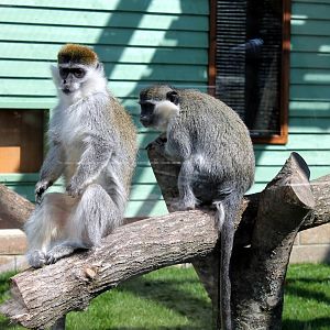 Monkey Haven - Grivet Monkeys