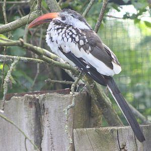 Red-billed hornbill