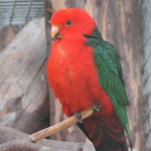 King parrot