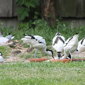 European avocets