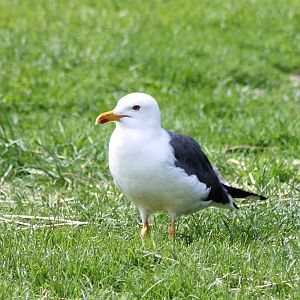 Lesser blackback gull