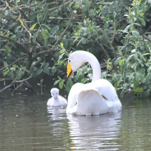 Whooper swan with young
