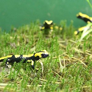 Fire salamanders