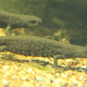 European great crested newt