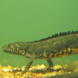 European great crested newt