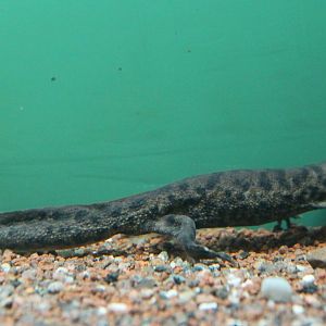 Iberian ribbed newt