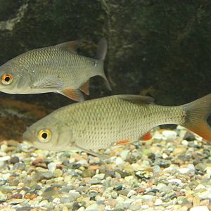 Fish ID